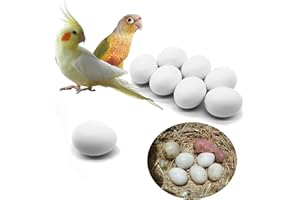 12Pcs Solid Plastic Parrot Fake Eggs,Durable & Safe Wear-Resistant Bird Props for Pigeons, Household DIY Projects, Realistic 