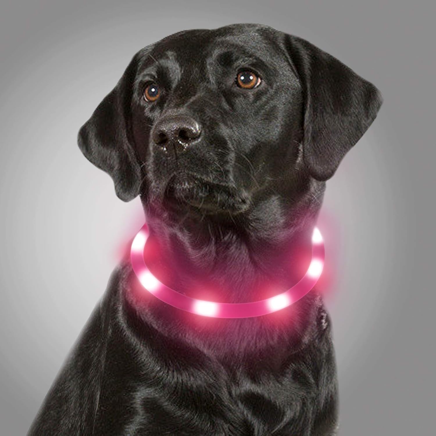 led light up collar