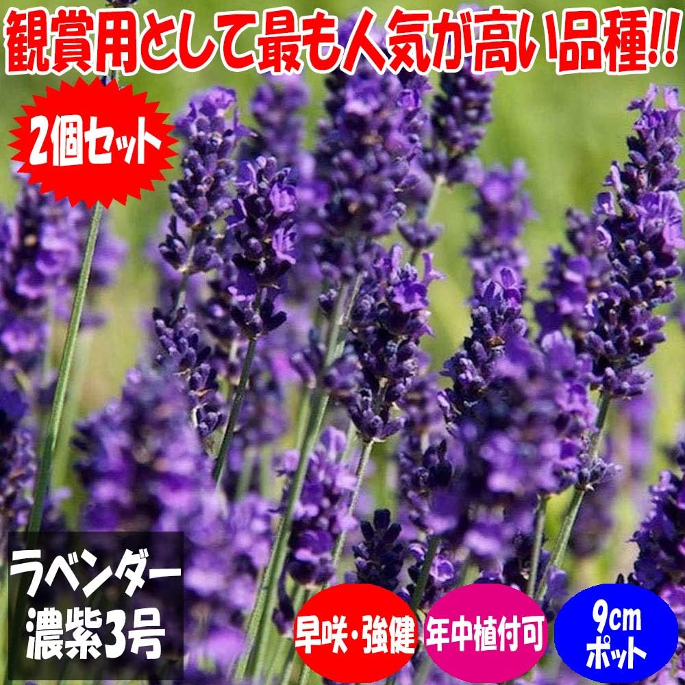 Amazon ラベンダー 濃紫3号 9cmポットハーブ苗 2個セット 花の香りが良く観賞用の中でも 開花前が一番濃い紫色になる富良野で栽培されている 品種 耐寒性があり庭に植えたまま越冬出来ます イングリッシュラベンダー コモンラベンダー トゥルーラベンダー 早咲3