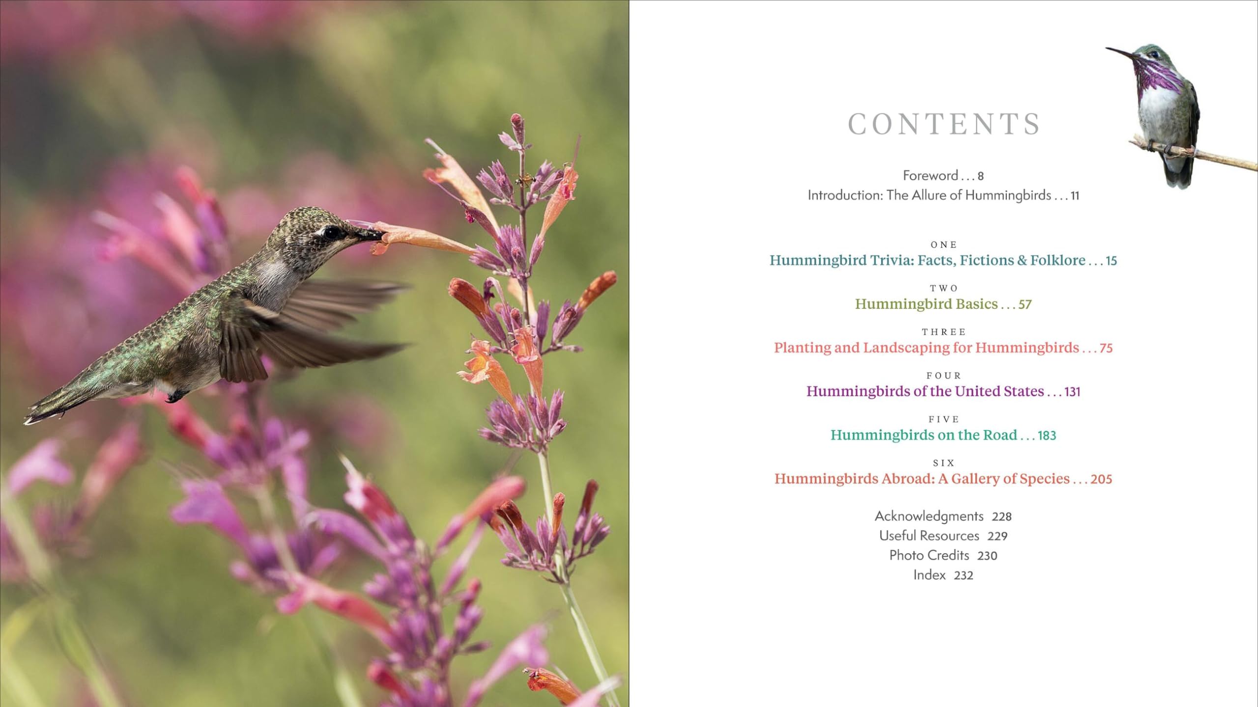 The Hummingbird Handbook: Everything You Need to Know about These Fascinating Birds The Hummingbird Handbook: Everything You Need to Know about These Fascinating Birds Paperback Kindle