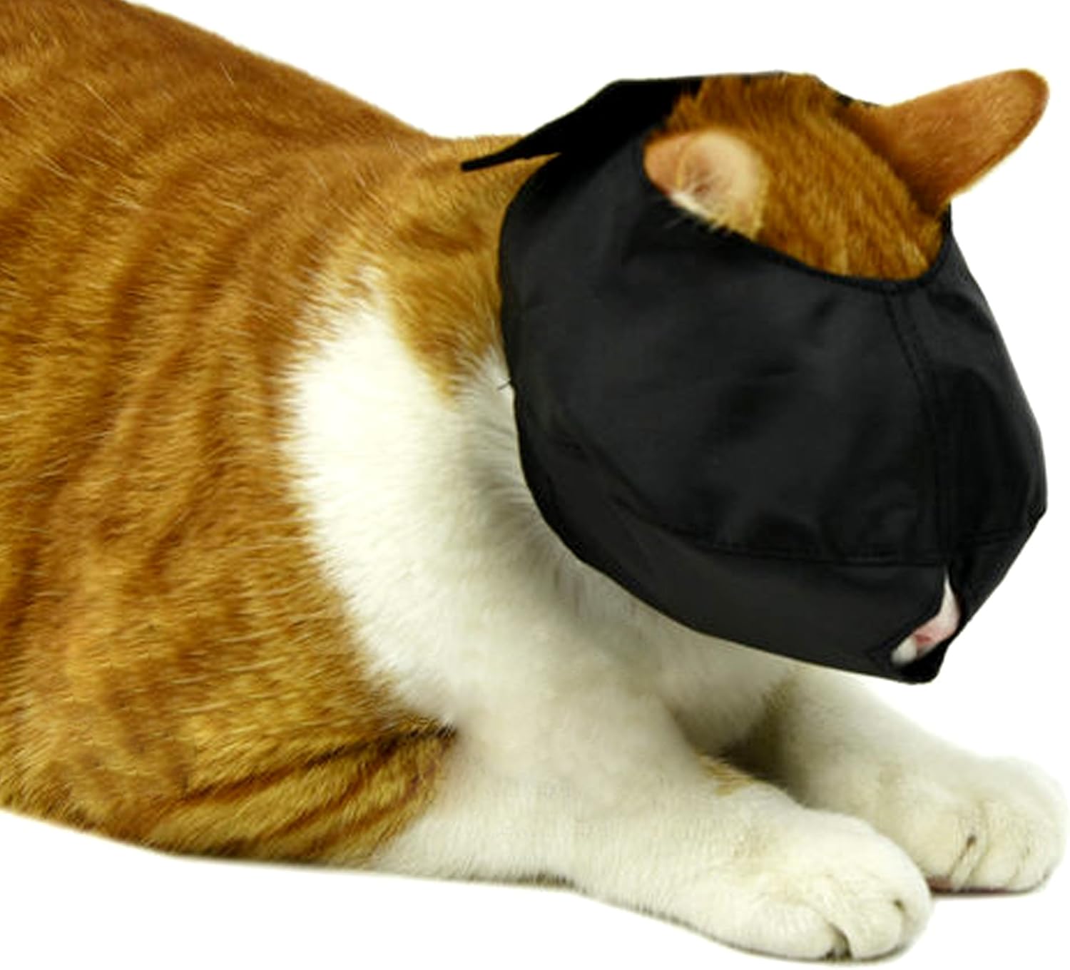 cat muzzle wish