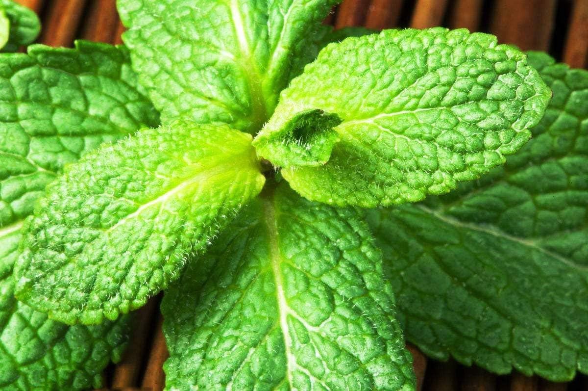 Peppermint Herb Seeds Garden Organic Peppermint Mint Herb Plants Mentha