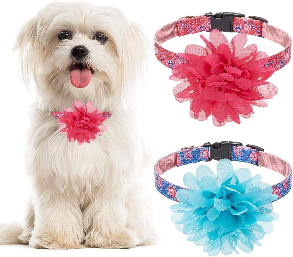 cute small medium dogs