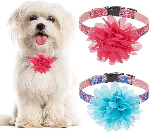 cosas para perros amazon