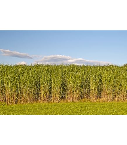 1000 Semillas De Pasto Panicum Virgatum 'Switchgrass' - Hierba Ornamental Roja, De Seedville USA