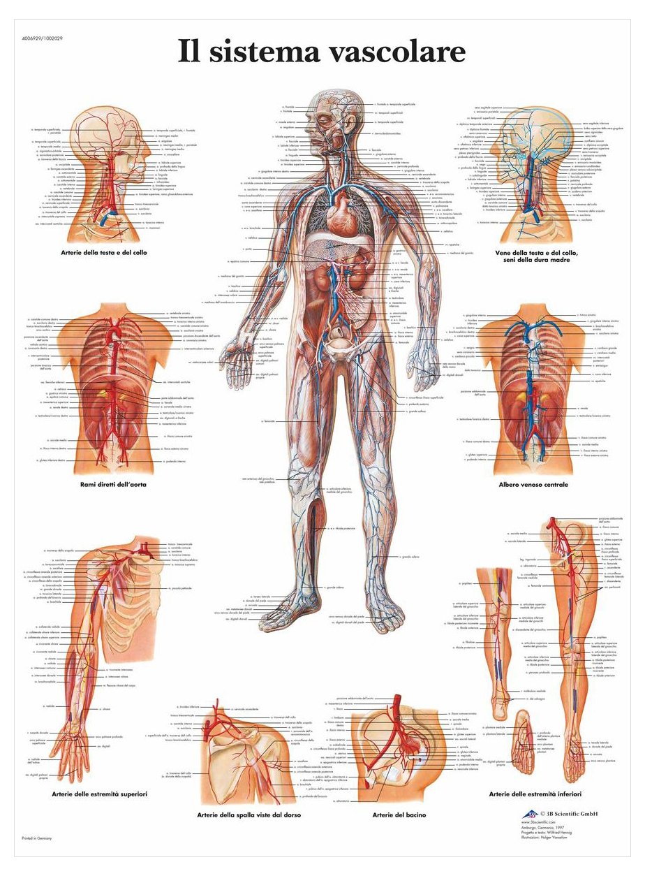 3B Scientific – Laminated Sports Injuries Chart – UV & Dust-Protected Anatomy Poster for Study, Teaching & Clinics