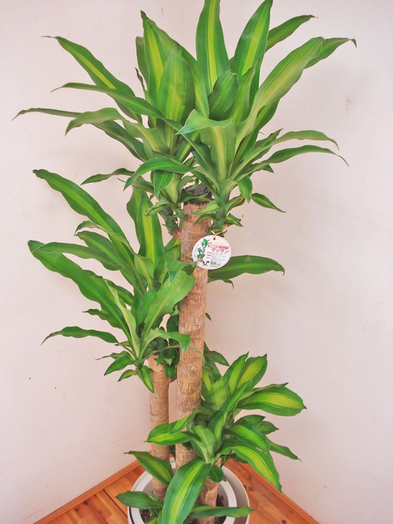 国内配送 花言葉は幸福 ドラセナマッサンゲアナ 幸福の木 170センチ前後 10号プラ鉢 鉢カバー別売り B00pdenujq 新着商品 Kfzsimon At