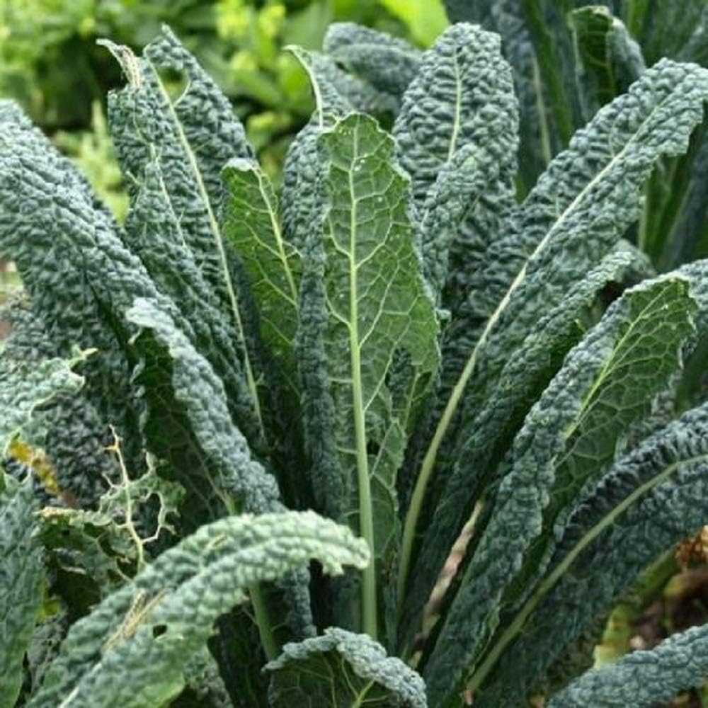 Kale Seeds Tuscan Dinosaur Italian Heirloom Non GMO Seeds