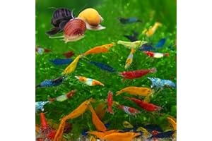 Swimming Creatures™ Premium Neocaridina Shrimp – A Perfect Combo to Brighten Your Aquarium! (20 Mixed + 1MYSTERY Snail)