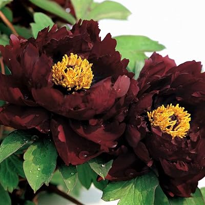 black succulent plant Aeonium Black Rose Zwartkop