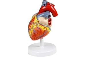 Science Resource S09020 Human Heart Model - 4 Parts | 2X Life-Size | Shows External and Internal Anatomy Detail with Ventricl