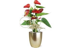 PLANTS & BLOOMS SHOP Just Add Ice SA5150 Live Red Anthurium in Gold Ceramic with Merry Christmas Pick, Indoor Plant, Long-Lasting Flowers, Holiday Décor or Gift, 5" Diameter, 14-18" Tall