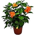 Hibiscus Bush - Double Peach Flowering Plant Live - Overall Height 26" to 28" - Tropical Plants of Florida (Plant Only)