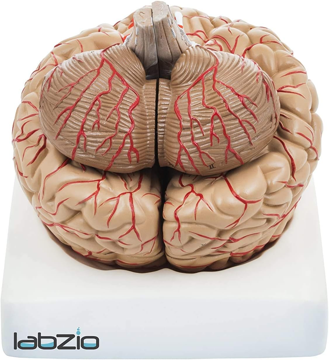 LABZIO by EISCO - Premium Human Brain Model Life Size Shows Arteries and Dissects Into 8 Parts Anatomical Model with…