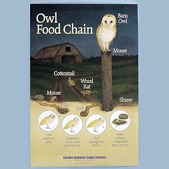 Amazon Com Owl Food Chain Poster Industrial Scientific