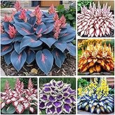 Mix Hosta Seeds 200+ Perennial Plants Shade Tolerant Low Maintenance for Gardens Pots