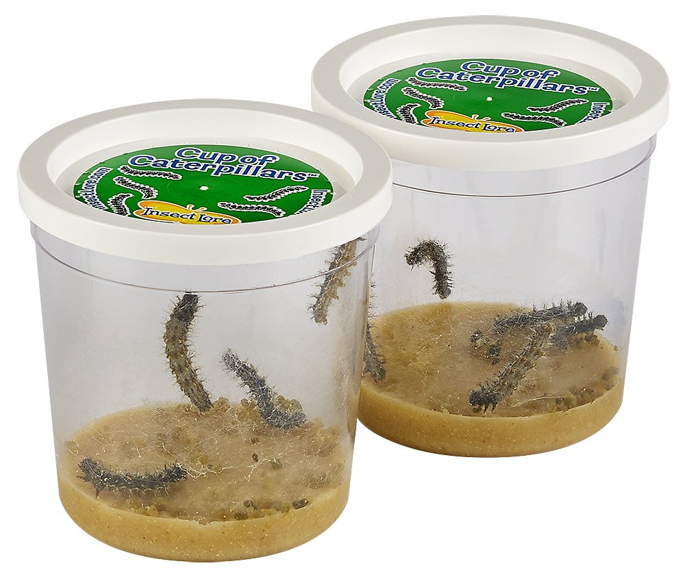 Insect Lore Live Cup of 10 Caterpillars to Butterflies Butterfly