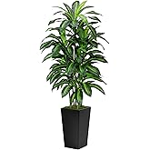 Artificial Dracaena Tree 5FT - Fake Tree with Black Tall Planter - Faux Yucca Tall Fake Floor Plant in Pot - Artificial Plant for Home Office Living Room Decor Indoor