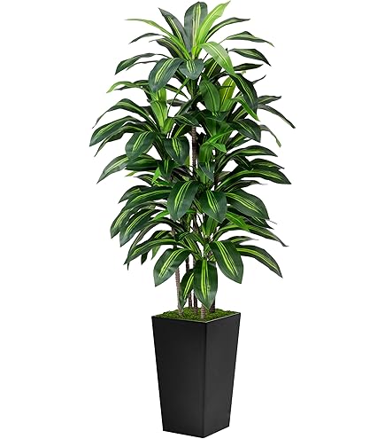 Amazon.com: Nearly Natural 6ft. Artificial Audrey Ficus Leaf Tree in White  Decorative Planter : Home & Kitchen
