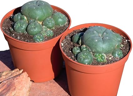 Lophophora Williamsii Caespitosa From 7 Cm 2 Plants Amazon De Garten