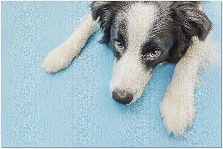 Amazon Co Jp かわいいボーダーコリー子犬のhdおかしいスタジオポートレート 大人のためのプレミアム500ピースジグソーパズル 52x38cm おもちゃ