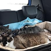 Amazon Com Petsfit Lookout Car Seat For 2 Small Dogs Or