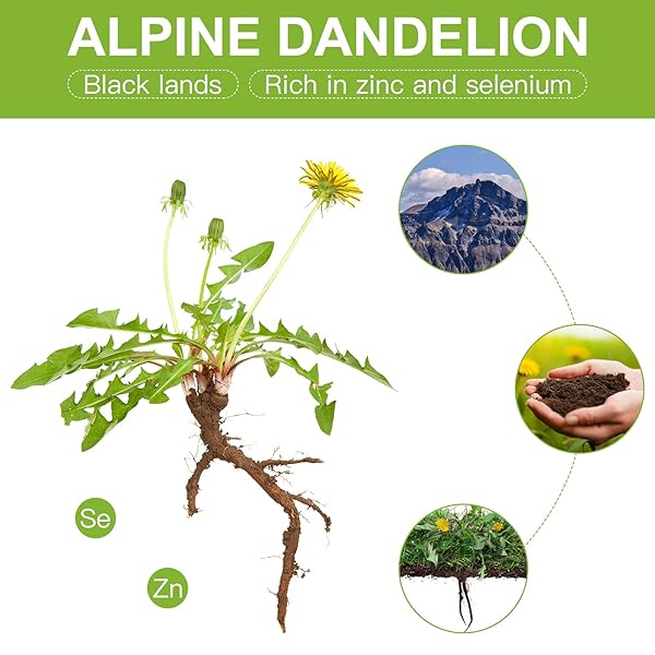RZLINN DANDELION ROOT TEA (6G*27 TEA BAGS), ORGANIC DANDELION TEA FROM THE ALPINE MEADOWS OF THE CHANGBAI MOUNTAINS, PURE NATURAL DANDELION ROOT CUT AND ROASTED