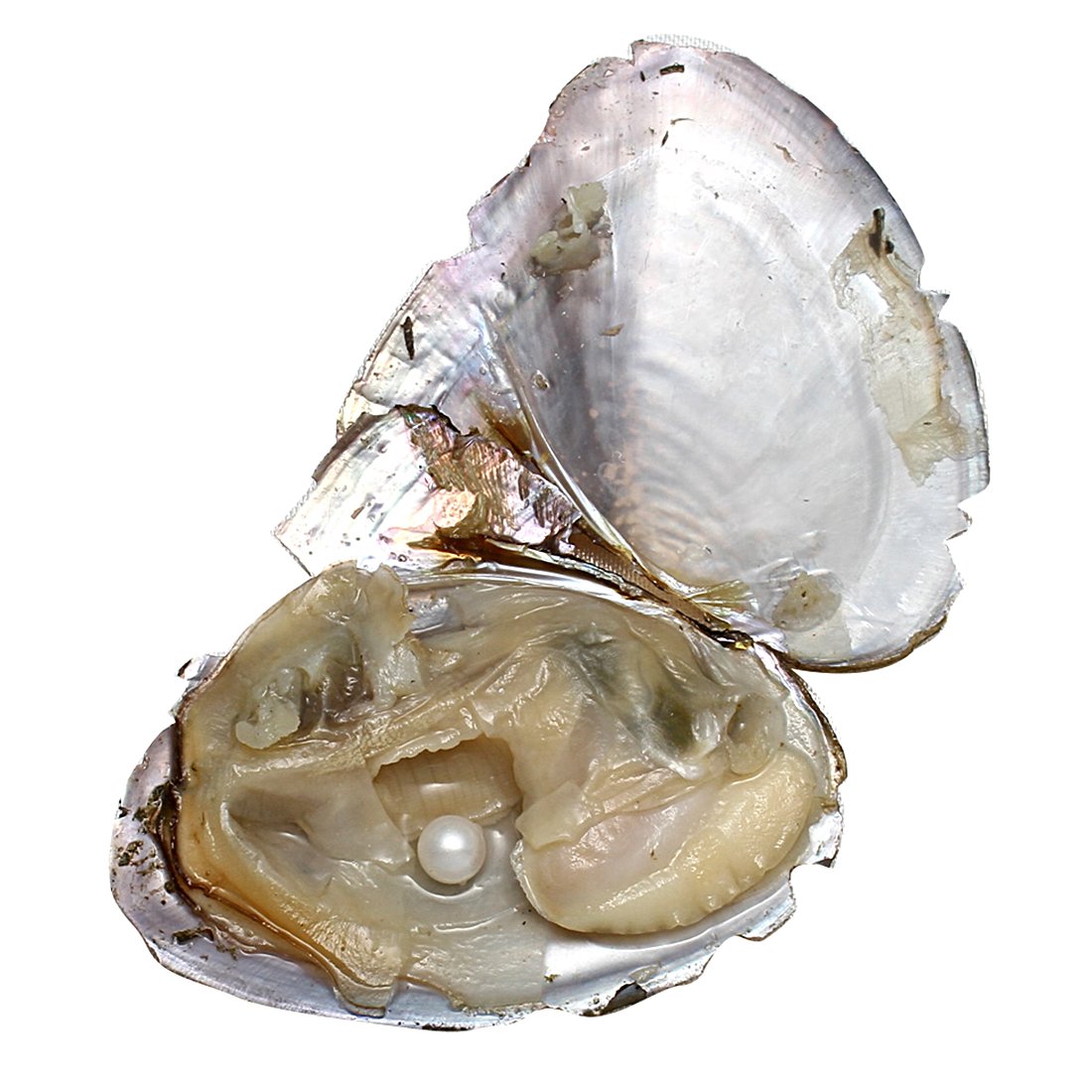 20Pcs/Lot Oyster Pearl Anniversary Gifts Freshwater Cultured Round