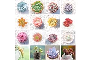 VGENKD 800pcs Mix Rare Succulent Seeds for Planting, DIY Bonsai Ornamental Plant, Non-GMO Open Pollinated Seeds Succulent Plant Seeds