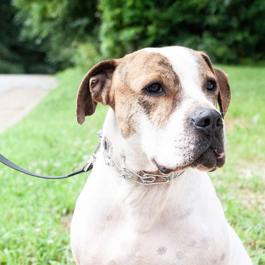 authentic herm sprenger prong collar