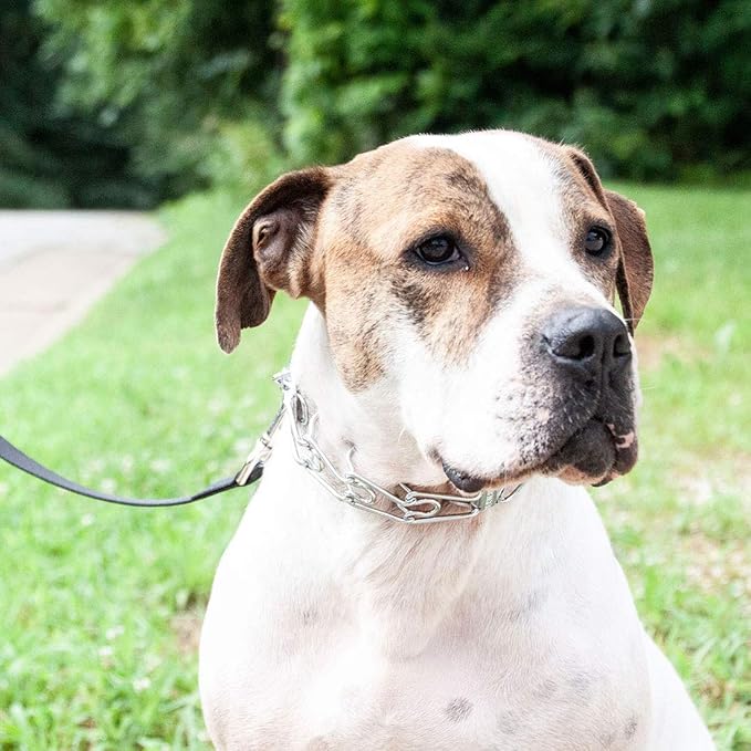 Herm sprenger pet supply imports chrome plated training collar with quick release snap for dogs Clearance