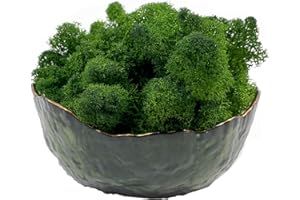 GUSALOO Moss Preserved Moss for Potted Plants Natural Fresh Green Reindeer Moss for Craft Arts Floral Wall Decor Decor Wedding Centerpieces Garden Artificial Terrariums Decoration for Christmas(Green) 3.5OZ