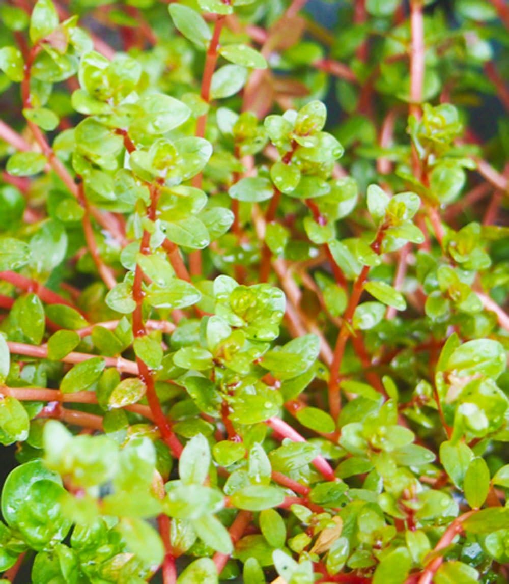 Amazon ロタラインディカ 10本 水上葉 水草のパレット 生体水草 通販