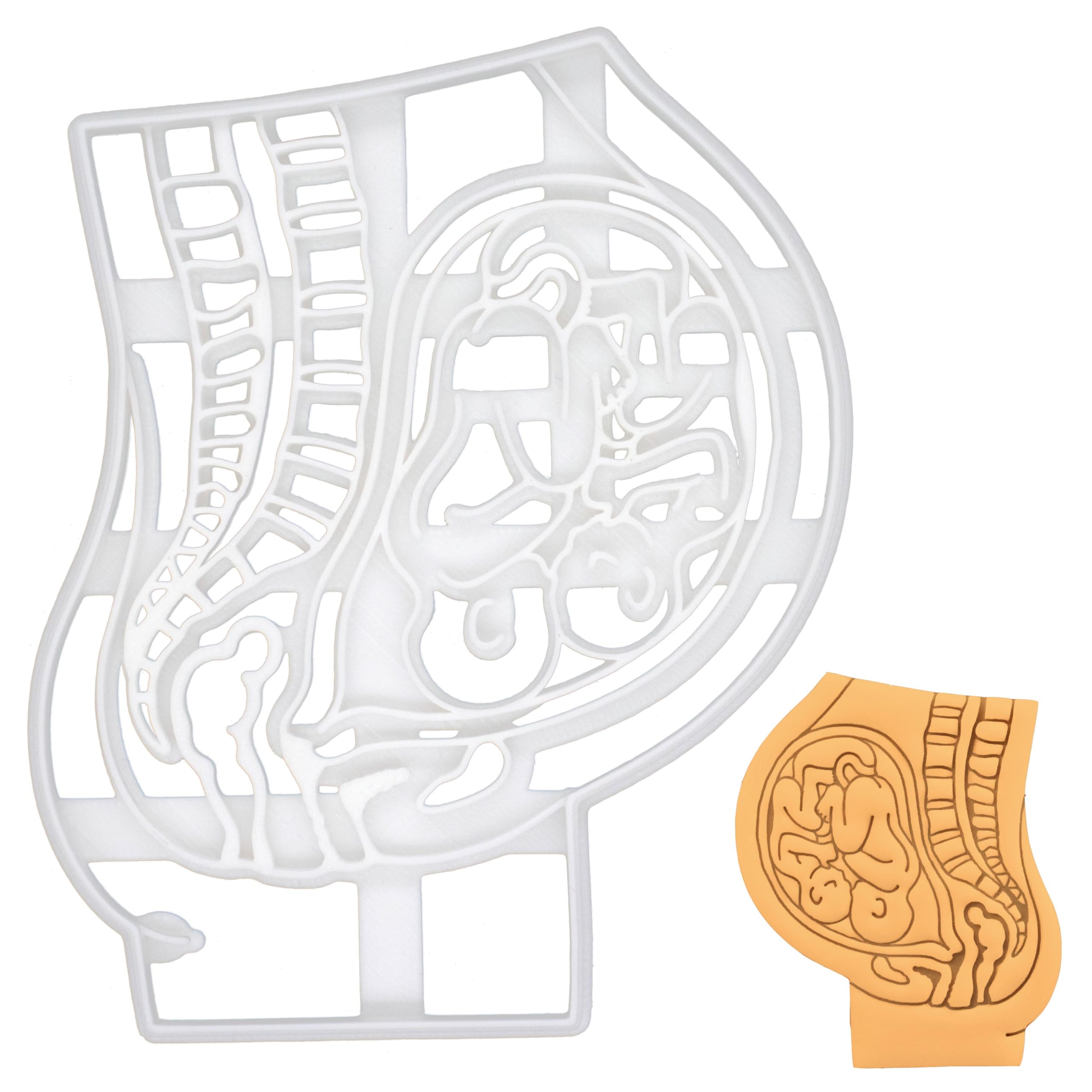 BAKERLOGY Twins Pregnant Womb with Vertex Vertex Fetuses Cookie Cutter - Detailed Biscuit Cutter Design for Baking and Crafts, Ideal on Fondant, Dough, Clay