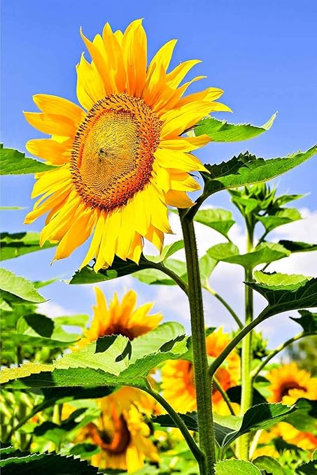 Firstly Pack of 100 FlowerSeeds- Plant Seeds for Hanging Pot