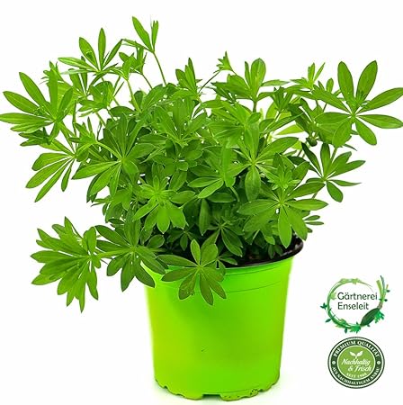 Waldmeister, Galium odoratum, frische waldmeister Pflanze