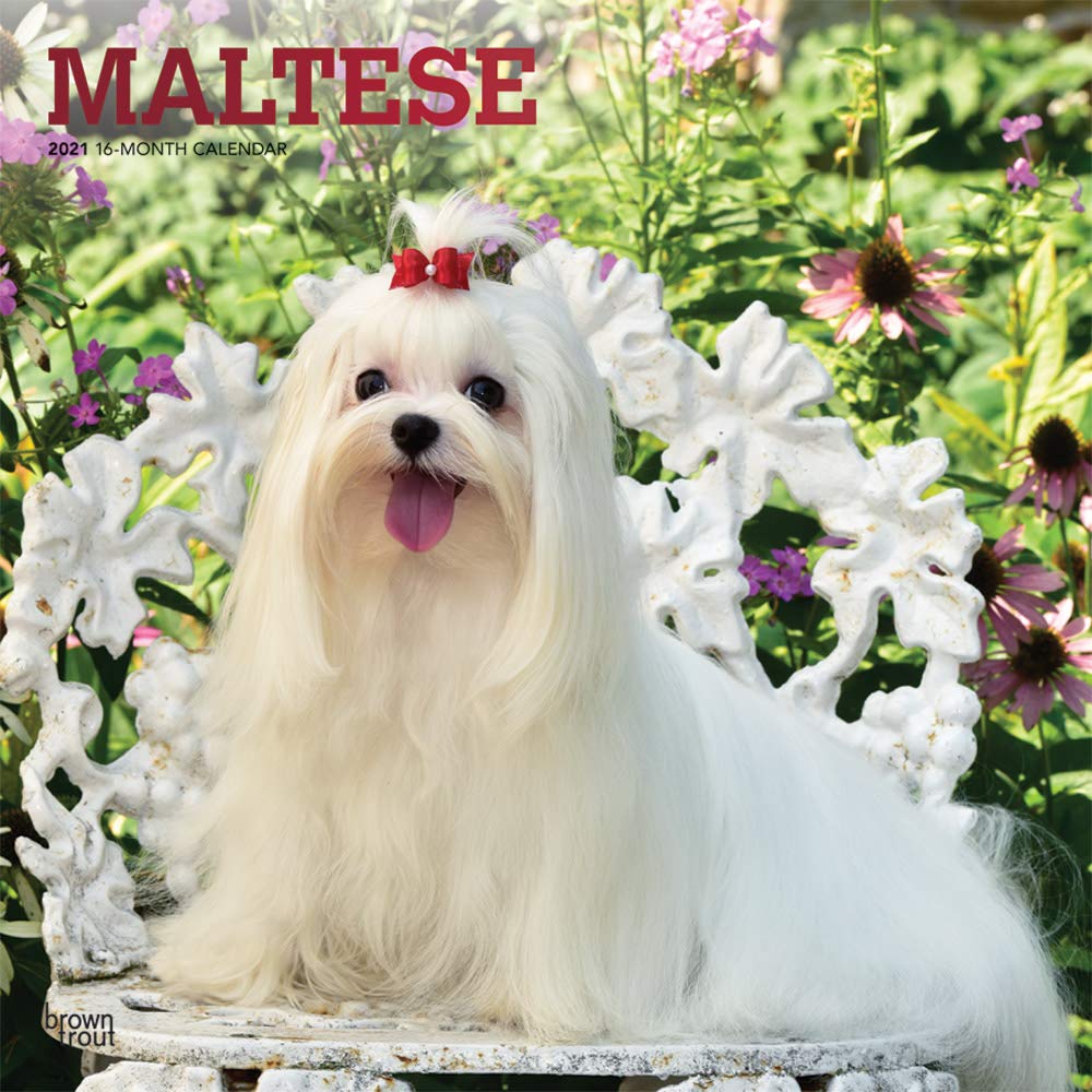small dog maltese