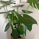 MUAEEOK 6 Pack Plant Support Stakes 30x50cm Half Round Cage view 4
