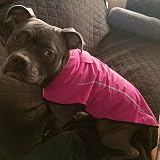Mile High Life Dog Raincoat Adjustable Water Proof Reflective Stripe S Pink view 9