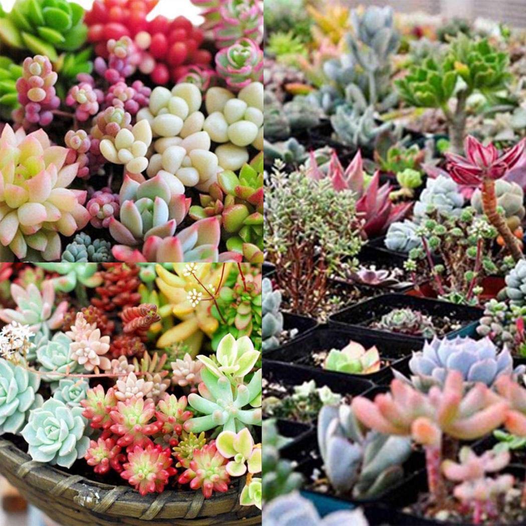 MelysUS 100 Pcs Mixed Succulent Anti-Radiation Fleshy Seeds Potted Flower Cacti & Succulents