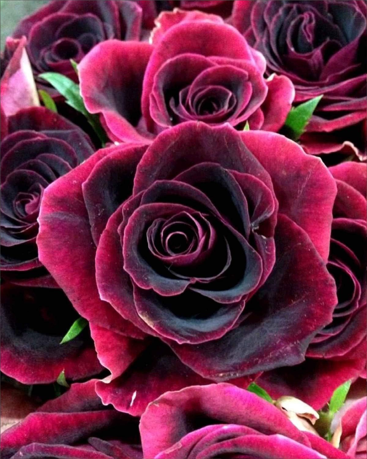 5D Diamond Painting Kit, Full Drill Paint with Diamonds Rose Flowers Embroidery Tools for Home Wall Decor 12 x 16inch