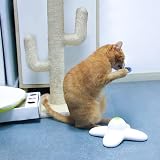ALL FOR PAWS 6 Pack Interactive Cat Butterfly Flutter Replacements view 6