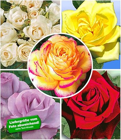 Baldur Garten Kollektion Parfum Rosen 5 Pflanzen Grand Nord President Armand Zinsch Mamy Blue Le Rouge Et Le Noir Mitsouko Amazon De Garten