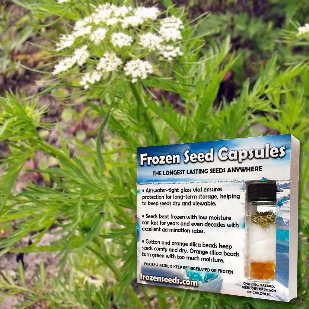 She Chuang Zi Seeds (Cnidium monnieri) 20+ Rare Medicinal Herb Seeds + FREE Bonus 6 Variety Seed Pack - a $29.95 Value! Packed in FROZEN SEED CAPSULES for Growing Seeds Now or Saving Seeds for Years