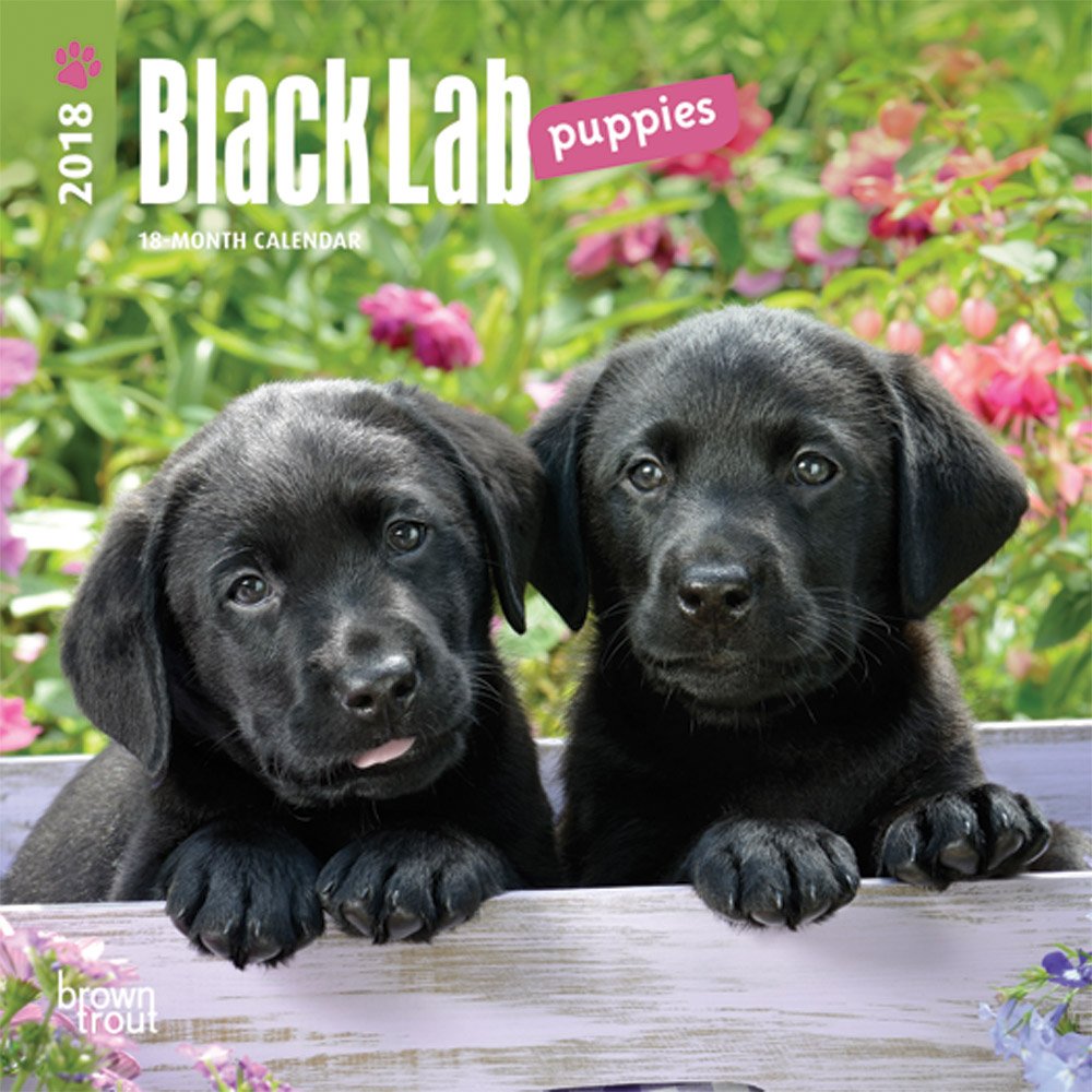 mini lab puppies
