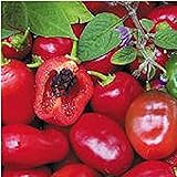 Rocoto Hot Peppers (Red) Seeds (20+ Seeds) | Non