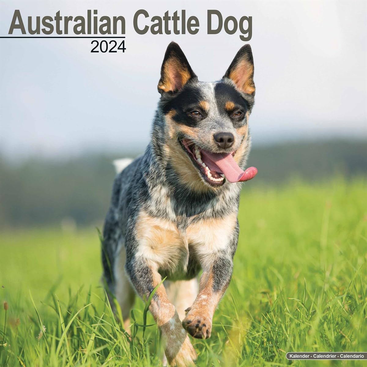 Australian Cattle Dog Calendar 2024 Square Dog Breed Wall Calendar - 16 Month