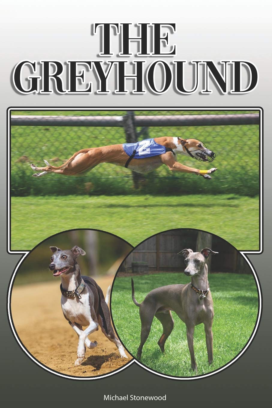 italian greyhound obedience training