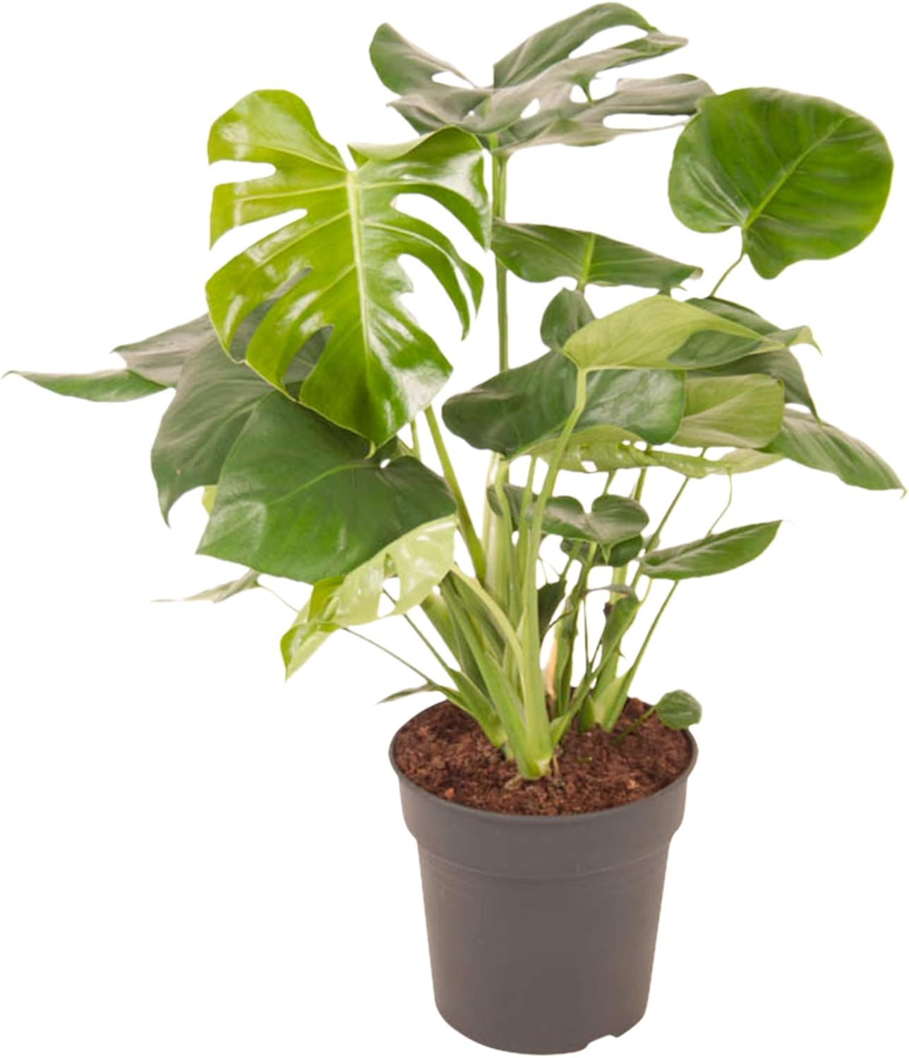 Planta de interior de Botanicly – Hoja de ventana – Altura: 70 cm ...