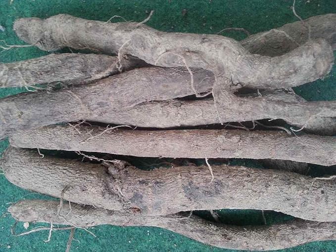 5 rootcuttings of Paulownia ShanTong. Best Paulownia hybrid root